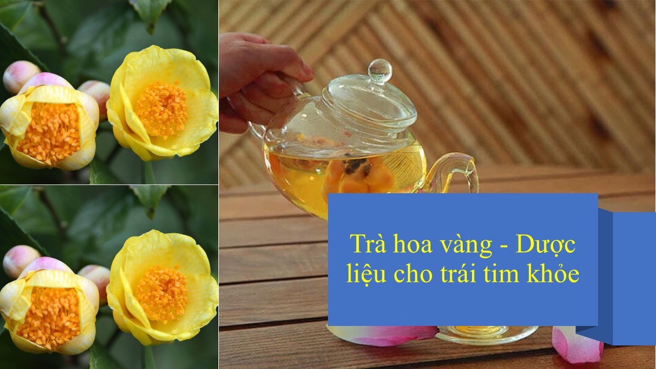 Công Dụng Của Trà Hoa Vàng