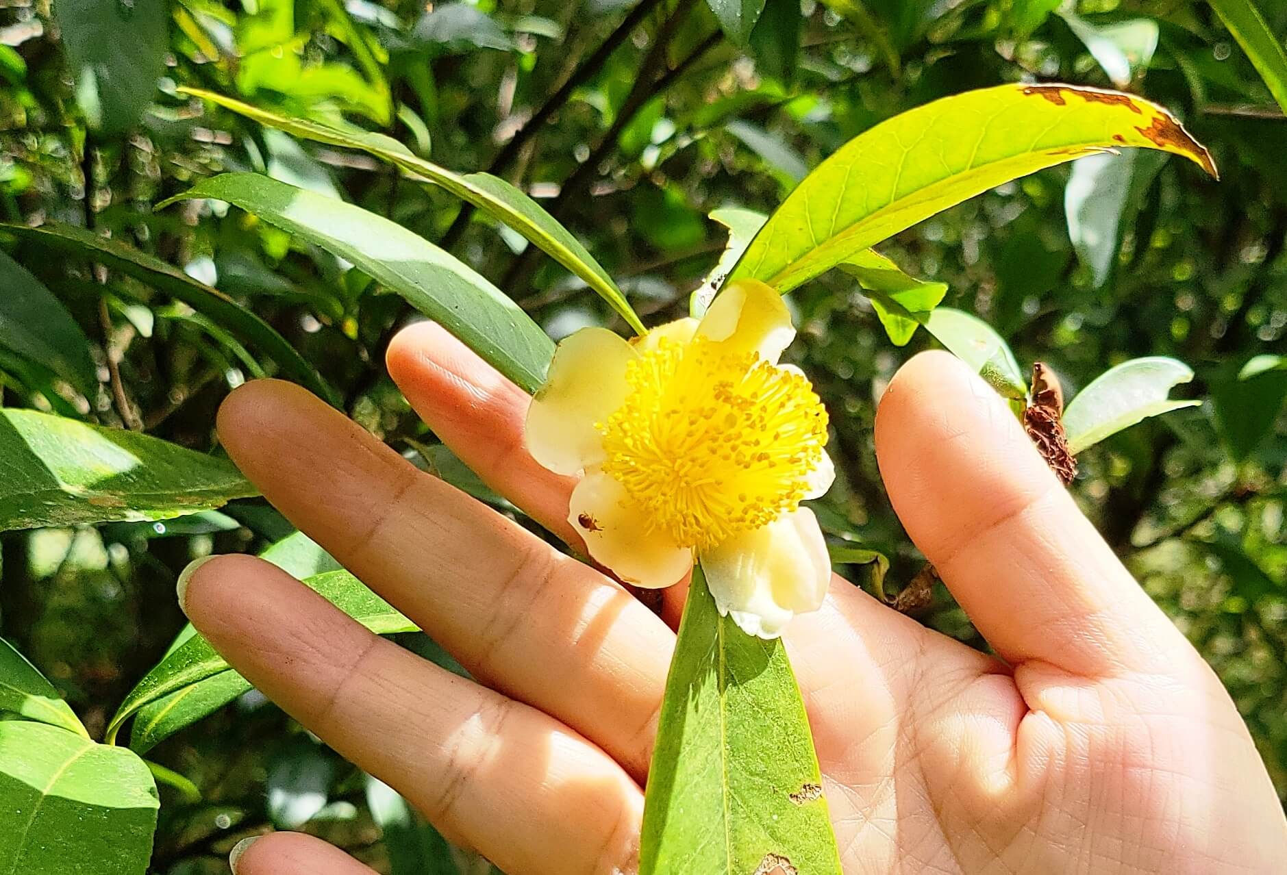 Cây trà hoa vàng là gì?